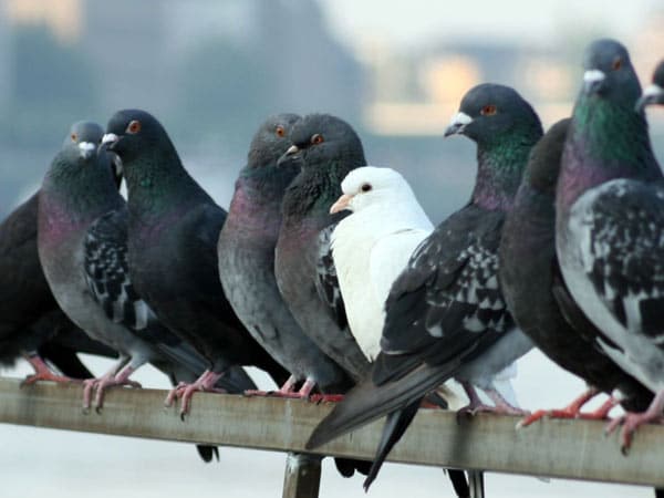 Allontanamento volatili Bologna Casalecchio di Reno – Ditte installazione dissuasori  piccioni storni tetti